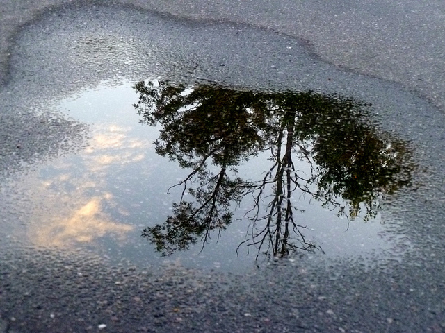 tree-reflected-in-puddle